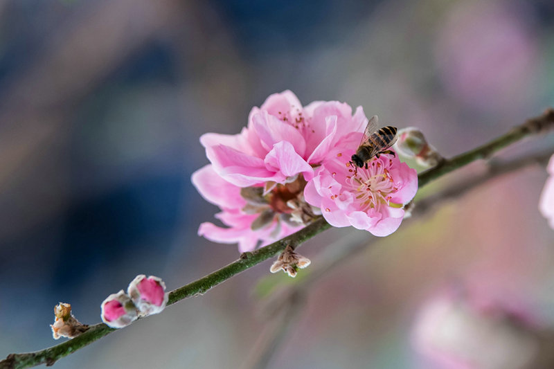 4《细嗅春天》（作者：旅游学院 澹丰霞）