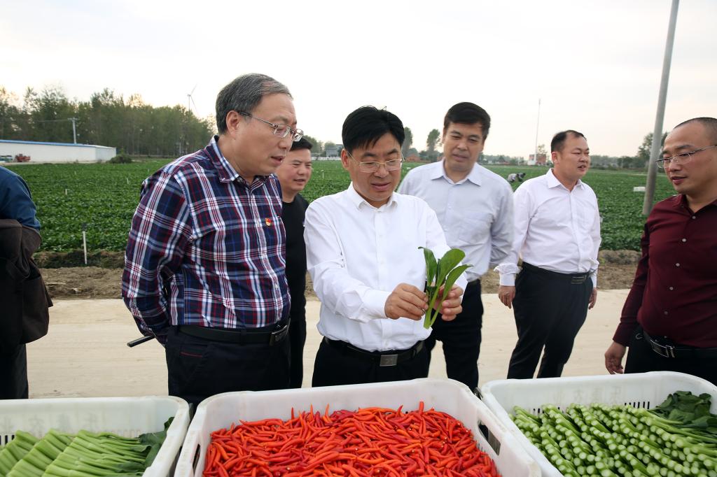 参观大马庄供港蔬菜基地